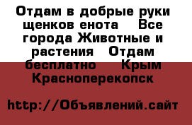 Отдам в добрые руки щенков енота. - Все города Животные и растения » Отдам бесплатно   . Крым,Красноперекопск